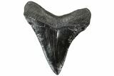 Juvenile Megalodon Tooth - South Carolina #310465-1